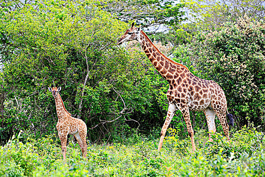 长颈鹿,成年,女性,觅食,圣卢西亚,湾流,湿地,公园,纳塔耳,南非,非洲