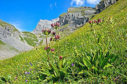 紫色,龙胆根,龙胆属,伯尔尼阿尔卑斯山,瓦莱州,瑞士,欧洲