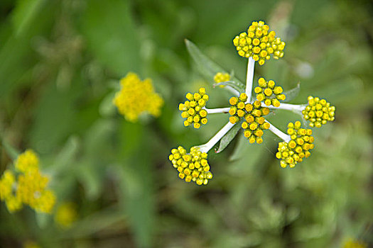 花朵苞蕾