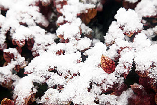 杭州,西湖,树木,树,树林,雪,水墨画,朦胧,仙境,冬天,平静,姿态,断桥,下雪