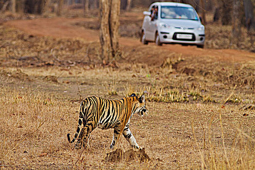 看,虎,自然保护区,印度
