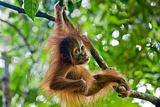 苏门答腊猩猩,老,幼仔,玩,树上,古农列尤择国家公园,北方,苏门答腊岛,印度尼西亚