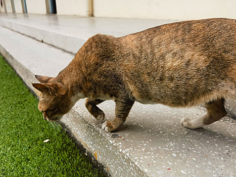 校园的猫撒泼打滚让人欢喜