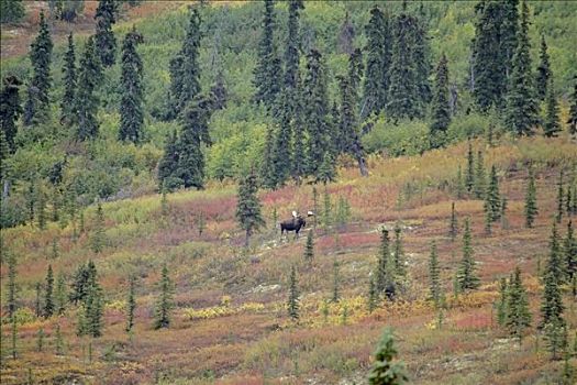 雄性,驼鹿,秋天,色彩,德纳里峰,国家公园,阿拉斯加,美国