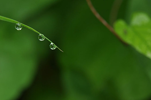 雨露