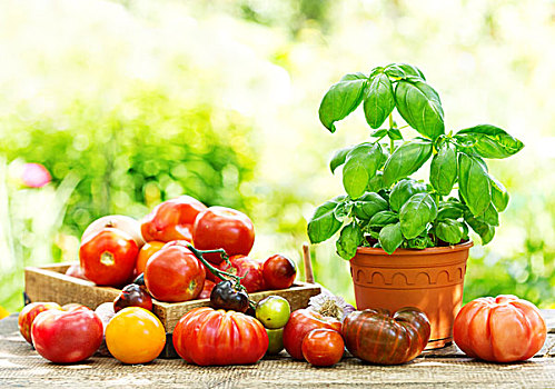 新鲜,西红柿,绿色,罗勒,木桌子
