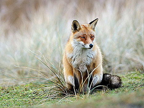 坐,红狐,狐属,北荷兰,荷兰