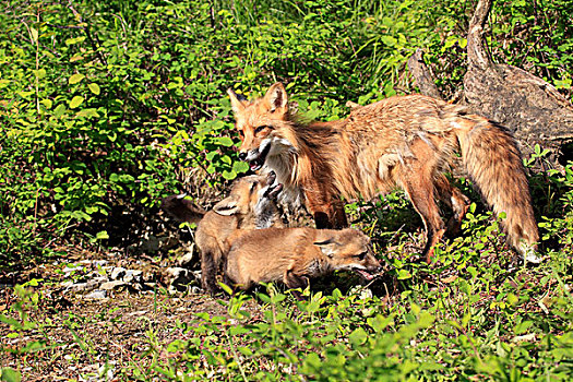 红狐,狐属,母兽,幼仔,窝,蒙大拿,美国,北美
