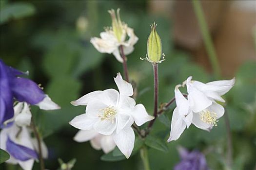 耧斗菜,耧斗花,园艺植物,德国