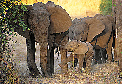 肯尼亚,大象,非洲象
