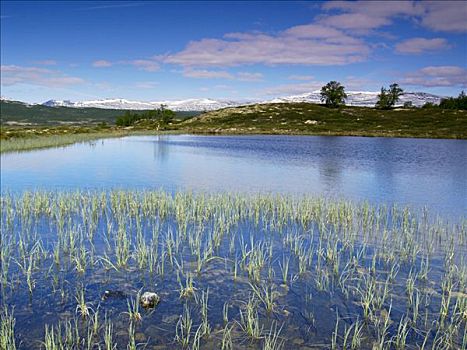 高山湖,芦苇,山谷,国家公园,挪威,斯堪的纳维亚,北欧