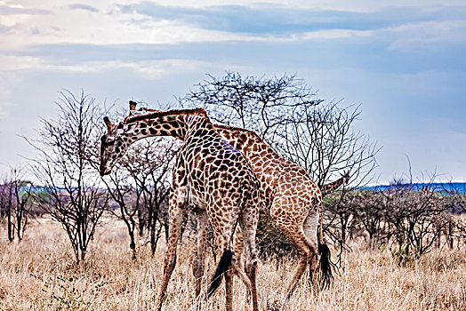坦桑尼亚塞伦盖蒂草原长颈鹿生态环境
