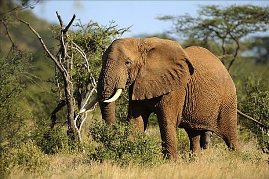 非洲,灌木,大象,非洲象,雄性动物,萨布鲁国家公园,肯尼亚,东非
