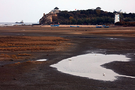 雁,野生动物,保护,湿地,秦皇岛,北戴河,候鸟,大海,迁徙,觅食,嬉戏,飞翔,编队,雁阵,鸟,鹤