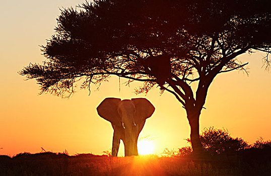 剪影,非洲象,日落,埃托沙国家公园,纳米比亚