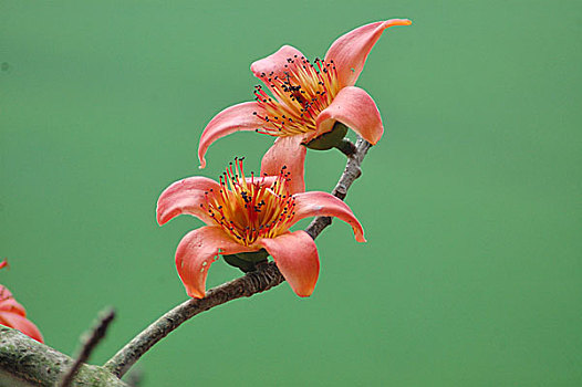 丝绸,花,孟加拉,2008年