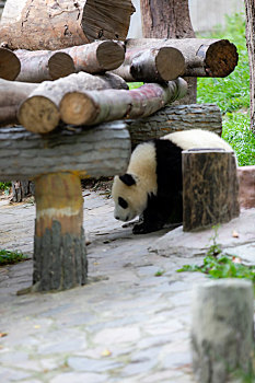 中国四川卧龙中国国宝大熊猫