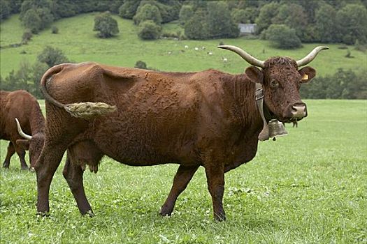 牛,放牧,法国