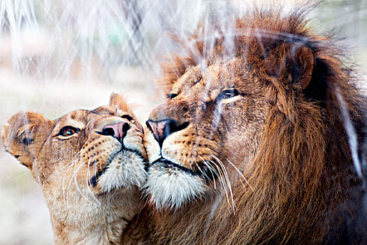 狮子,情侣,一起