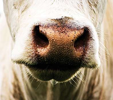 母牛,鼻子