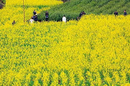 梯田,山村,春意