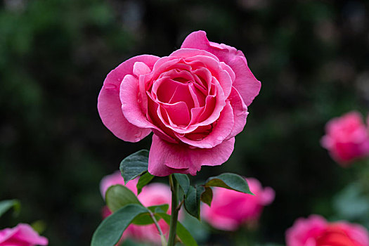 月季玫瑰蔷薇