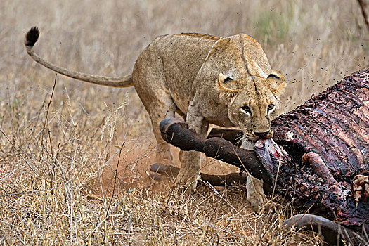 狮子,进食,水牛,查沃,肯尼亚,非洲