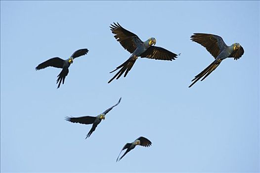 飞,金刚鹦鹉,潘塔纳尔,巴西