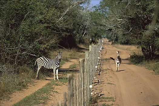 白氏斑马,斑马,两个,分开,栅栏,南非