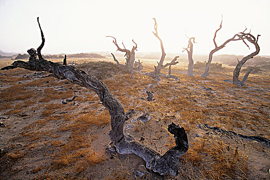 枯木,纳米比亚,非洲
