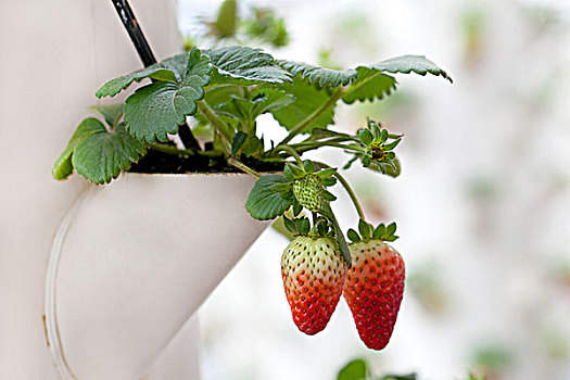 温室大棚中成熟的草莓