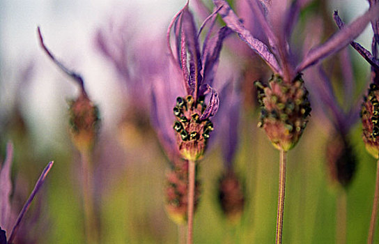 特写,紫色,法国,薰衣草,花,自然