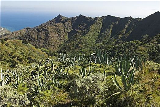 山峦,龙舌兰,加纳利群岛,西班牙,欧洲