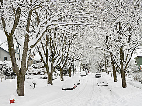 清新,下雪,居民区,温哥华,不列颠哥伦比亚省,加拿大