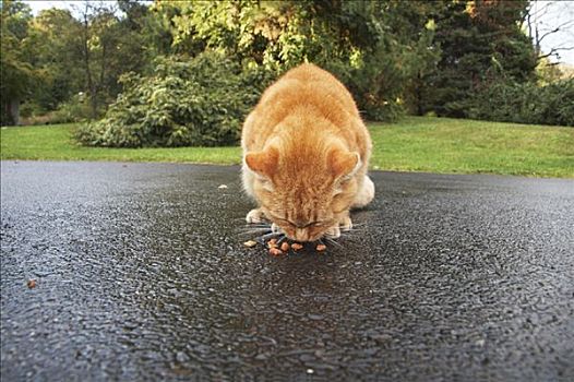 猫,吃,私家车道