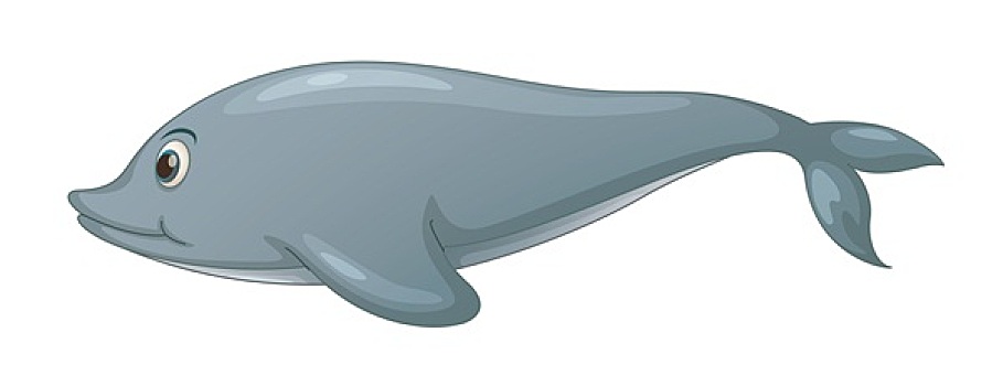 海豚,白色背景