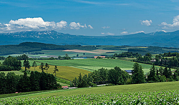 日本北海道美瑛