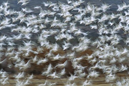 雪雁,成群,飞起,博斯克德尔阿帕奇,新墨西哥