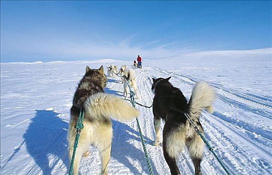 狗拉雪橇,哈士奇犬,哺乳动物,雪,跋涉,北方,瑞典,斯堪的纳维亚,欧洲,狗,探险,假日,宠物,动物