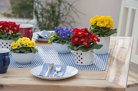 桌饰,樱草属植物,牛奶什锦早餐,碗,瓷釉,杯子