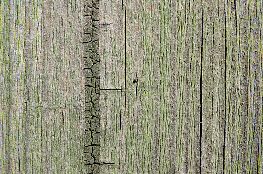 纹理,切削,树,木板,绿色,涂绘