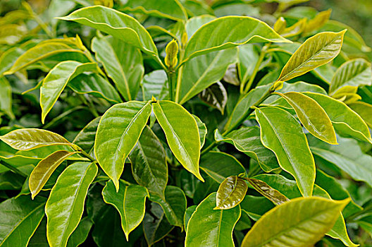叶子,咖啡,植物,越南,亚洲