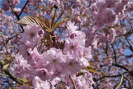 日本,樱花