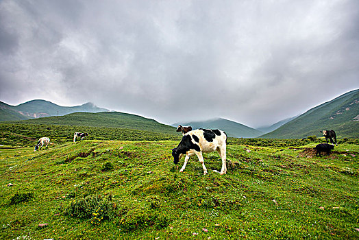 草原上吃草的奶牛