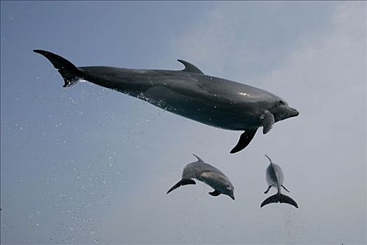 宽吻海豚,三个,跳跃,天空,海洋,世界,日本