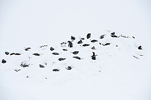 巴布亚企鹅,小,生物群,暴风雪,南极半岛,南极