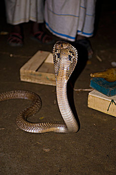 耍蛇,孟加拉,亚洲