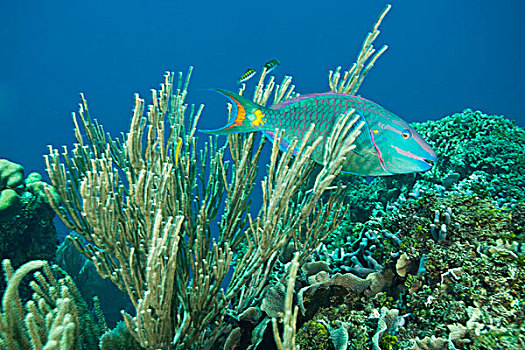 红灯,鹦嘴鱼,加勒比,深潜,海湾群岛,洪都拉斯,中美洲