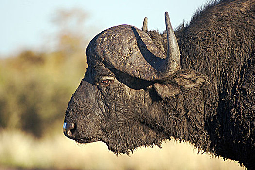 非洲,水牛,成年,雄性,头像,泥,头部,克鲁格国家公园,南非