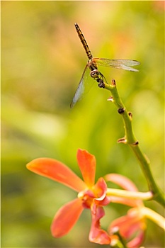 蜻蜓,栖息,兰花,茎,特写,地球